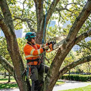 A professional arborist wearing climbing harness and helmet who is pruning branches high in a large urban tree using modern pruning tools and climbing ropes.